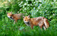 Portrait of a red fox standing in a meadow