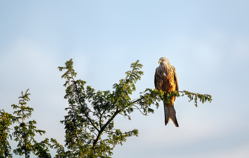 Red kite perched in a tree against blue sky