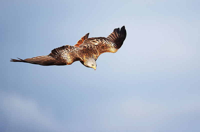 Portrait of a red kite in flight against blue sky