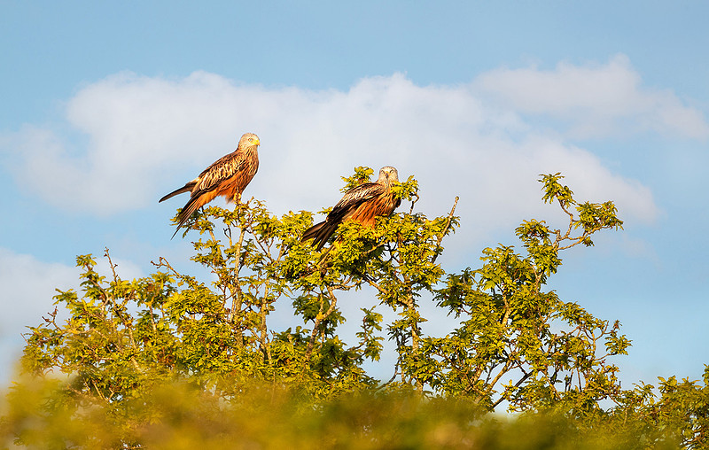 Close-up of a two red kites perched in a tree