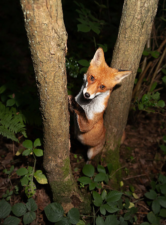 Red Fox in a Forest