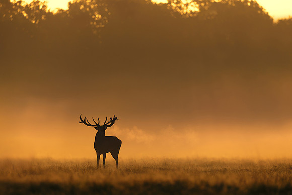 Silhouette of Red Deer Stag
