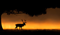 Red Deer Stag on a Misty Morning