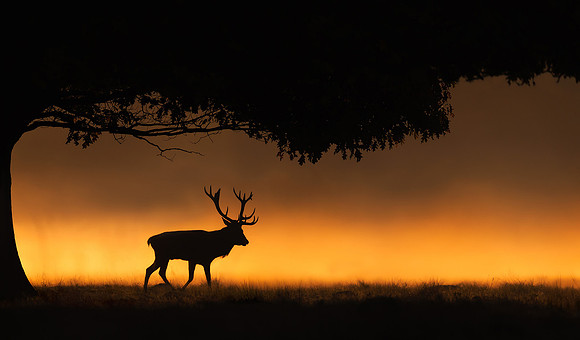 Red Deer Stag on a Misty Morning