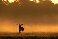 Silhouette of Red Deer Stag