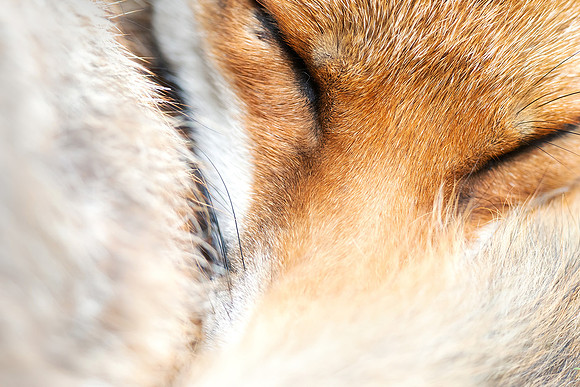 Close up of Red Fox