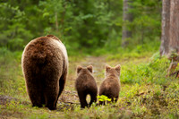 Bear Family