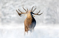 Close-up of a Red Deer