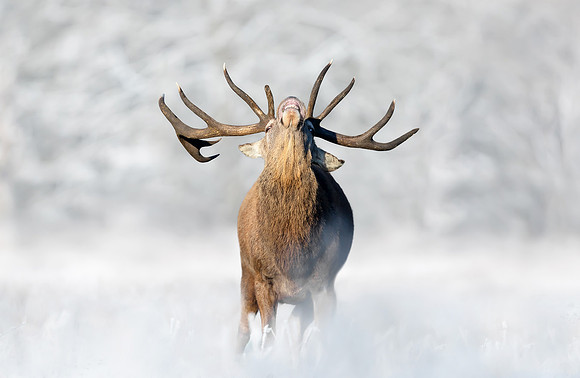 Close-up of a Red Deer