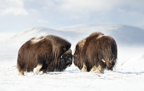 Musk Oxen in Fight