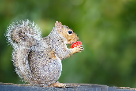 Grey squirrel holding strawberry on a garden fence