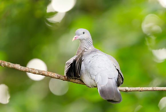 Portrait of a wood pigeon perching on a tree branch