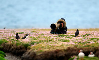 Fair Isle and Puffins