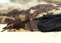 Caracara and Our Backpack, Falkland Islands