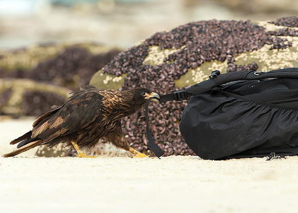 Caracara and Our Backpack, Falkland Islands