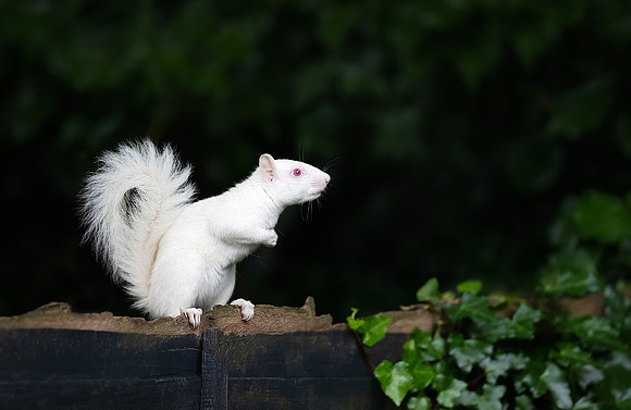 Albino Squirrel on a Fence