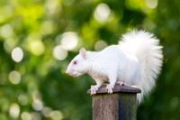 Albino Grey Squirrel