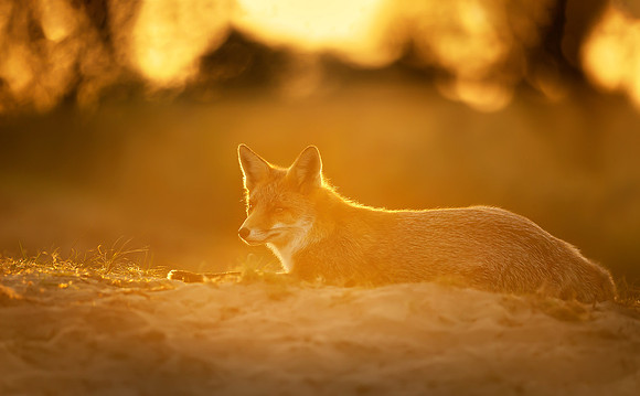 At Sunset