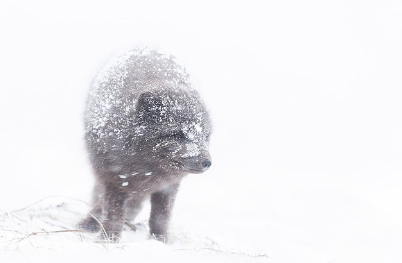 Arctic Fox