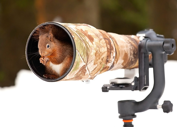 Red Squirrel in a Lens Hood. published in various newspapers.