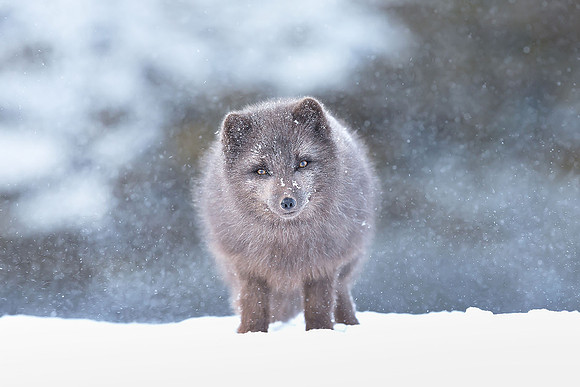 Close up of Arctic Fox in Winter