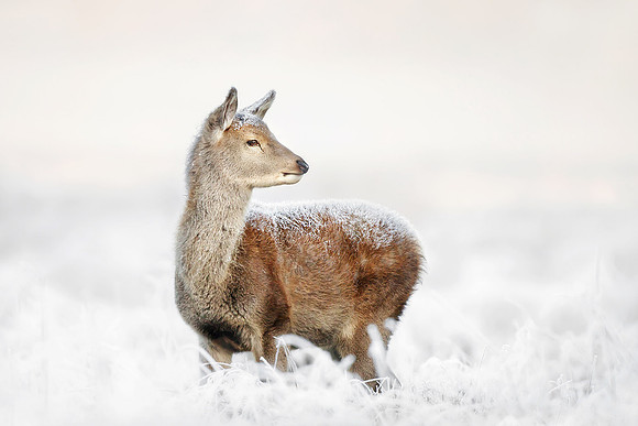 Red Deer Hind