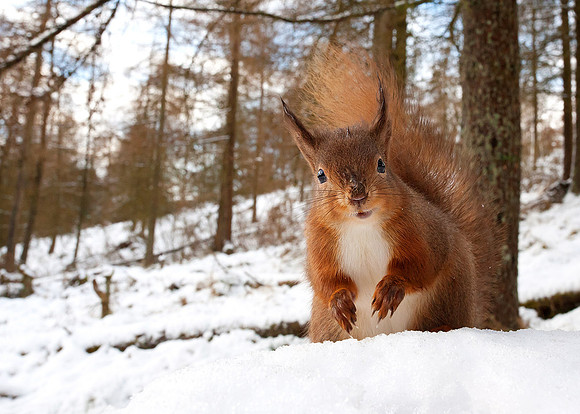 Close up of a Red Squirrel