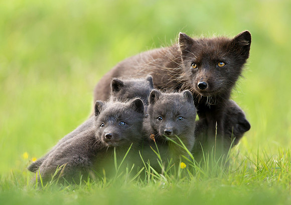 Arctic Fox Family. Displayed in Perlan Wonders of Iceland museum, Reykjavik