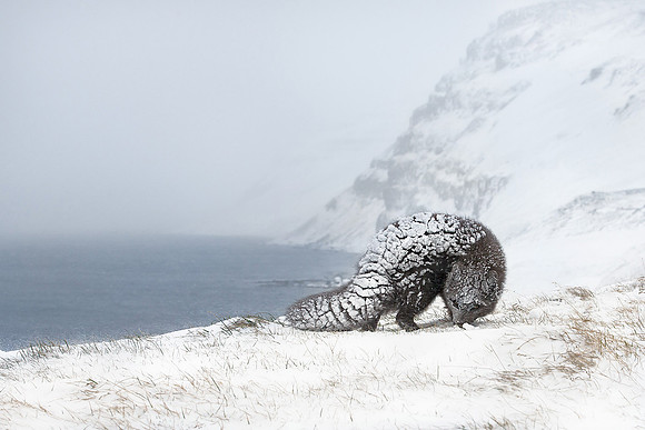 Arctic Fox in Winter, Iceland 1st place international "Golden Turtle" competition