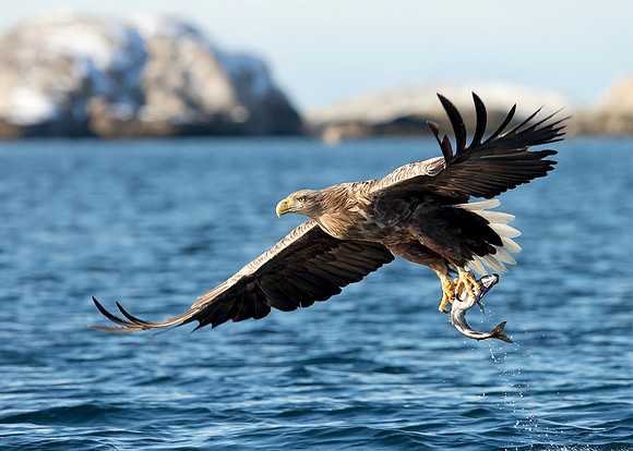 White-Tailed Eagle in Flight