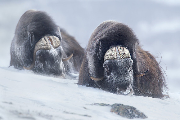 Musk Oxen in Winter