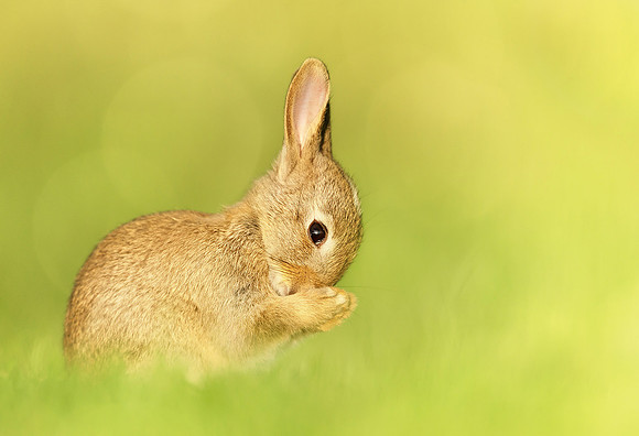 Praying Rabbit