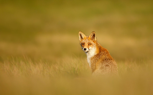 Red Fox in the Field