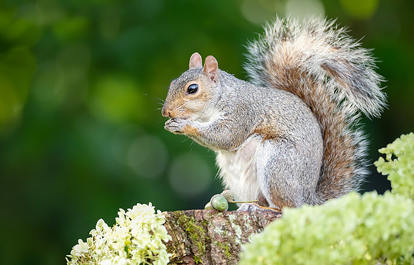 Portrait of a grey squirrel eating acorn on a tree stump in autu