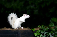 Albino Squirrel on a Fence
