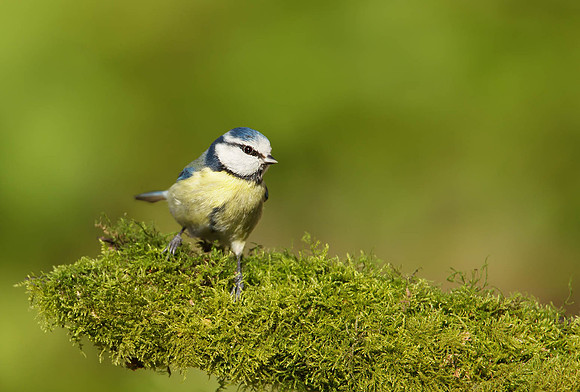 Blue Tit in Spring