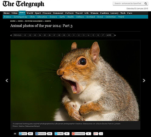 'The Telegraph Animal photos of the year 2014'