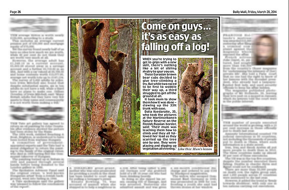 Brown Bear Cubs in "Daily Mail" newspaper