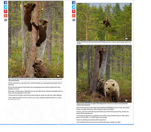 Brown Bears in "Mail Online" (Part 2)