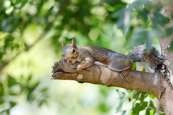 Portrait of a cute grey squirrel lying on a ash tree branch