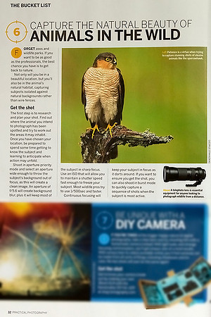 Sparrowhawk in "Practical Photography" magazine