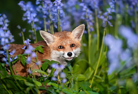 Red Fox in Bluebells