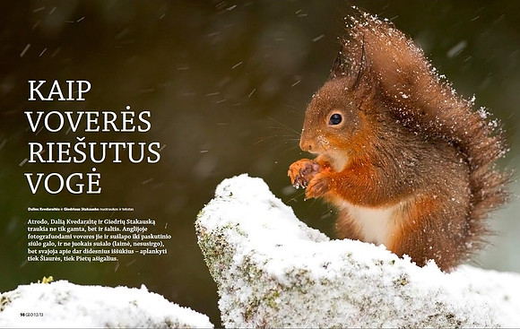 Red Squirrels in Lithuanian magazine "GEO Lietuva" (Part 1)