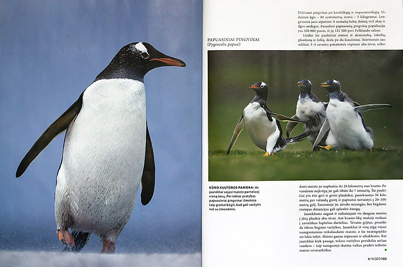 Article about penguins in Lithuanian magazine "GEO Lietuva" (Part 4)