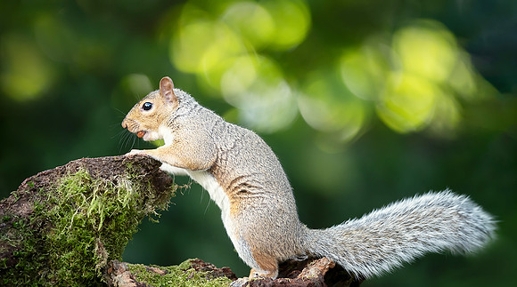 Portrait of a grey squirrel eating nut on a mossy tree stump in
