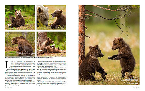Brown Bears in Lithuanian magazine "GEO Lietuva" (Part 2)