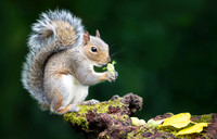 Grey Squirrel Eating a Hazelnut