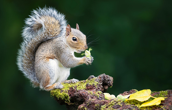 Grey Squirrel Eating a Hazelnut
