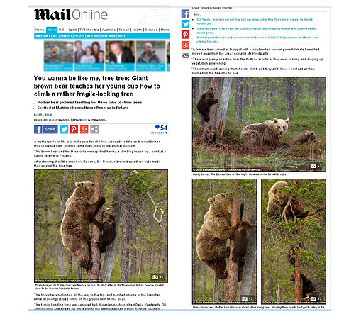 Brown Bears in "Mail Online" (Part 1)