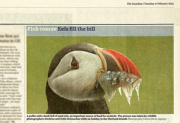 Atlantic Puffin in "The Guardian" newspaper